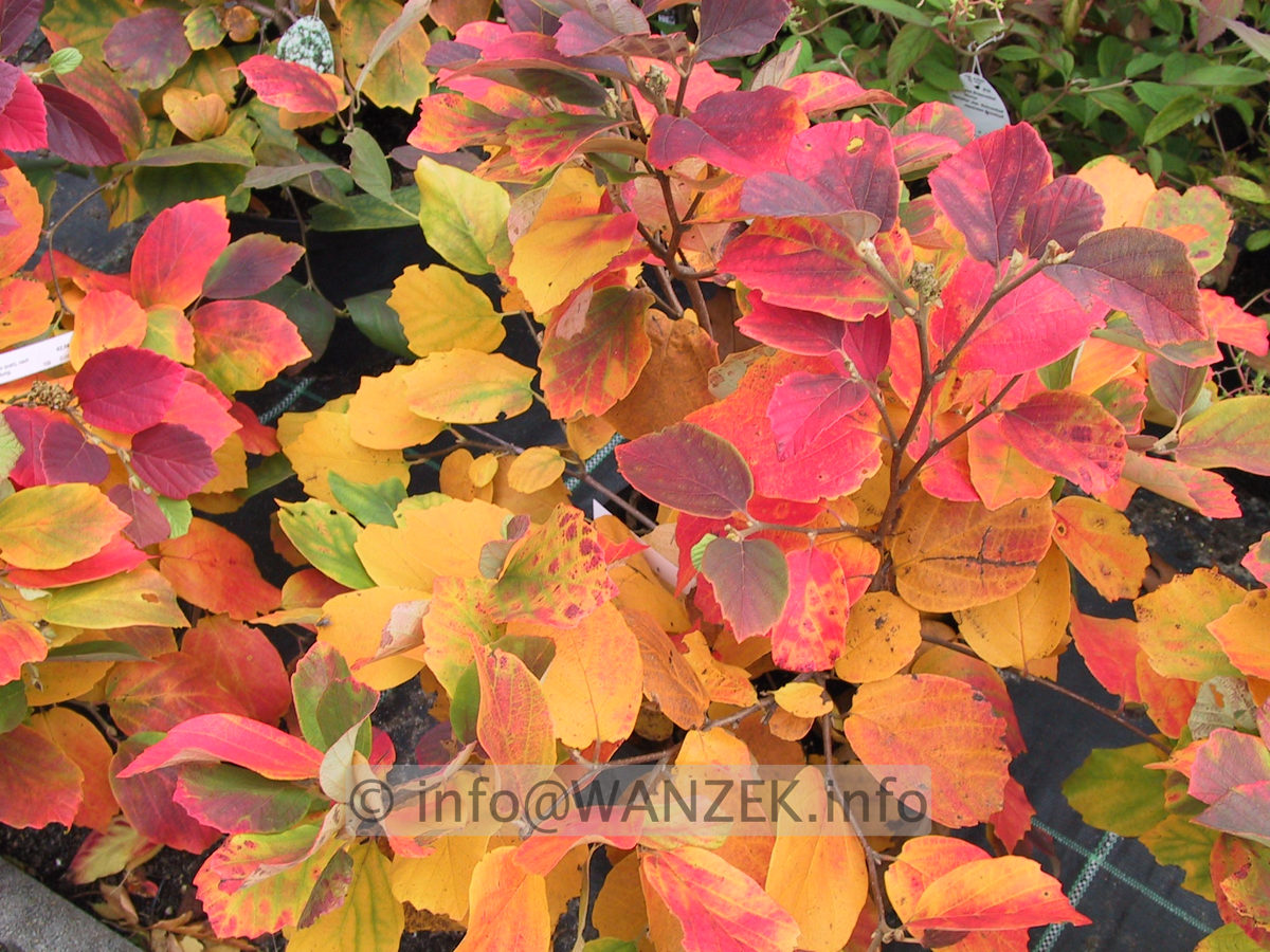 Fothergilla major - Herbst 02.JPG